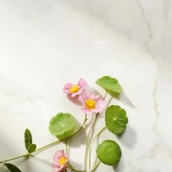 Rituals Ageless Firming Natcreme, The Ritual Of Namaste, 50 Ml -Murad Shop 8719134120387 4