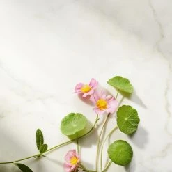 Rituals Ageless Firming Natcreme Refill, The Ritual Of Namaste, 50 Ml -Murad Shop 8719134120394 5